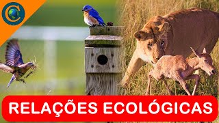 ECOLOGIA  RELAÇÕES ECOLÓGICAS INTERAÇÕES [upl. by Ludvig]