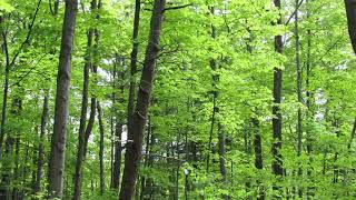 Cicadas in the summer 10 hour loop [upl. by Oneill]