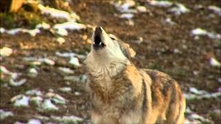 Awesome Wolf Howling Compilation [upl. by Odarnoc]