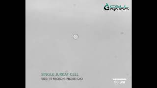 CELLviewer single Jurkat cell live imaging [upl. by Nerti]