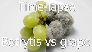 Timelapse Botrytis cinerea vs grape gray mold on table grape [upl. by Noram]