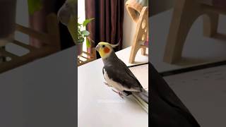 Adorable Cockatiel Larrys Singing 🎶 💖 cockatielscraze [upl. by Ynaoj]