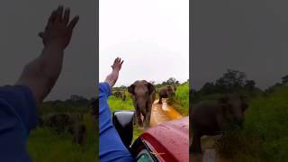 Wild Elephant Attack Wasgamuwa National Park Sri Lanka amazing viral wildlife elephant video [upl. by Allicserp]