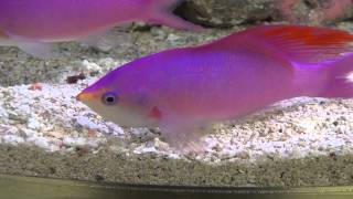 ハナゴイ Amethyst anthias [upl. by Dahsar]