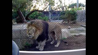 Male African Lion roaring at the San Diego Zoo [upl. by Maxima221]