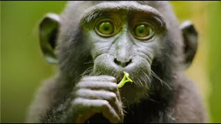 Best Monkey Moments  BBC Earth [upl. by Erund]