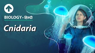 Cnidaria  Hindi  Diversity In Living Organisms  Biology Class 9 [upl. by Keverne]