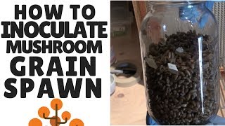 How to Make Mushroom Grain Spawn Inoculating Sterilized Grain [upl. by Kcirdle]