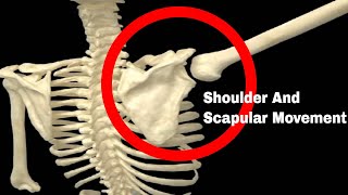 The Importance Of Shoulder And Scapular Movement [upl. by Gnok951]