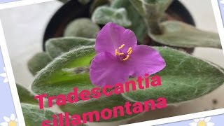 Suculenta florida Tradescantia silamontana [upl. by Gabbey]