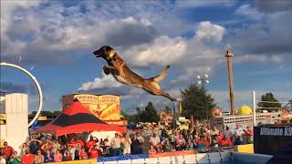 Belgian Malinois Amazing Athlete [upl. by Clarey]