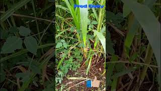 DESMODIUM NAPIER GRASS INTERCROPPING [upl. by Electra]