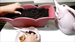 How to Grow Rambutan Seeds in a Pot at Home [upl. by Adriel21]