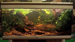 Biotope Aquarium Design Contest 2014  the 2nd place Africa [upl. by Bartie]