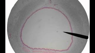 respiratory histologyavi [upl. by Acinorev568]