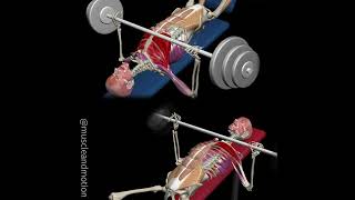 BENCH PRESS INCLINE Vs DECLINE [upl. by Omer]