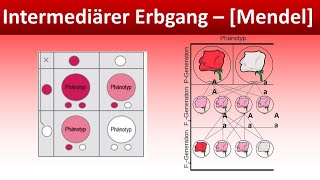 Intermediärer Erbgang  Mendel  Biologie Genetik Mittel und Oberstufe [upl. by Ellenaej]