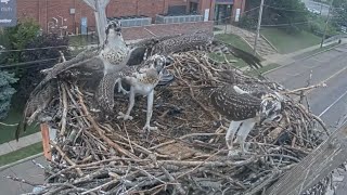 ミニ、久々にボンクされる😥zoom 071823 Osprey Cam Live Patchogue NY [upl. by Stieglitz160]