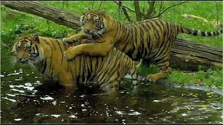 Sumatra Tigers  Berani Frankfurt Zoo  Dhjala Champrépus Normandie [upl. by Eaton]