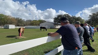 Bay Visions News Brief  Equine Therapy Helps Heal Veterans [upl. by Biles]