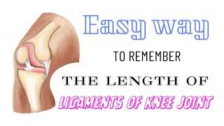 Easy way to remember the length of ligaments of knee joint kneejointanatomy mnemonic [upl. by Bondy]