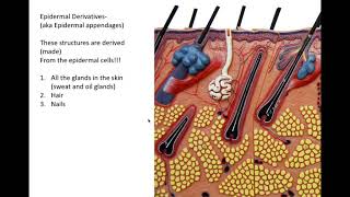 integumentary system part 2 [upl. by Nniuq]