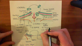 The Golgi and Anterograde Transport Part 4 [upl. by Chuch334]