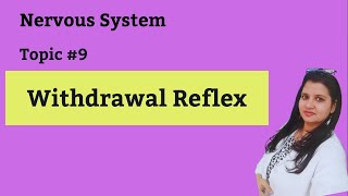 withdrawal reflexes physiology [upl. by Anilas]