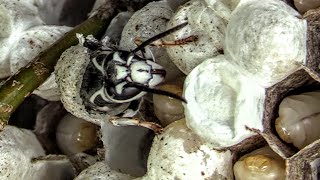 Bald Faced Hornets HUGE Nests Yellow Jacket SWARM Wasp Nest Removal [upl. by Toh]