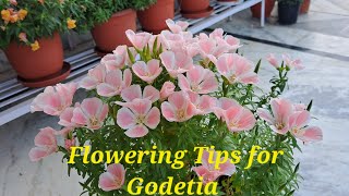 All about GodetiaSatinClarkia Flower Plants🌷 [upl. by Eitak]