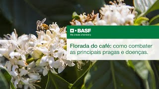 Soluções BASF para a Cultura do Café durante a Florada [upl. by Thorstein]