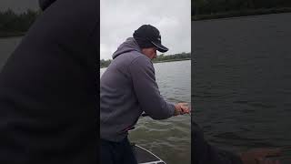 Andrew hojuje suma wędkarstwosumowe fishing sum wędkarstwo catfish płock [upl. by Ilonka]