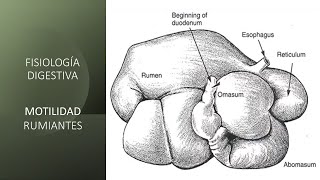 Fisiología digestiva Motilidad rumiantes [upl. by Llehcal596]