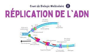 RĂ‰PLICATION DE LADN  ACIDES NUCLĂ‰IQUES  Biochimie Facile [upl. by Thacker92]