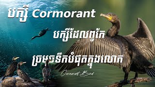 🐦🌊 Exploring the Remarkable Features of the Cormorant Bird 🌊🐦 បក្សីពូកែខាងច្រមុជទឹកខ្លាំង នៅលើលោក [upl. by Aicatsal]