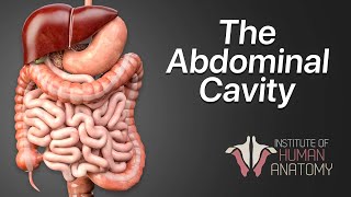 Anatomy Masterclass The Abdominal Cavity [upl. by Con]