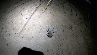 Playing with Australian Trapdoor Spiders in their burrows  JustBecause [upl. by Akit882]