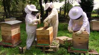 Comment débuter en apiculture avec Beeopic [upl. by Nerdna]