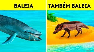 Por Que as Baleias se Tornaram o Maior Animal de Todos os Tempos [upl. by Desdamona]