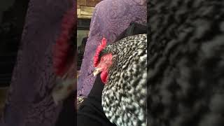 Domino the Dominique Pet Chicken Going to Sleep [upl. by Hamilah190]