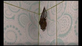 Huntsman Spider  Molting [upl. by Prichard]