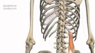 Muscles of the Posterior Abdominal Wall  3D Anatomy Tutorial [upl. by Noivaz]