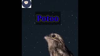 potoo bird 🤔👍shorts ytshorts youtubeshorts trendingshorts amazingfacts facts factwalebhaiya 🐥 [upl. by Ydnis128]