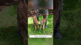 This man rescued two baby deer who had lost their mother in the rain and then animalshorts [upl. by Naynek]