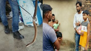 Cobra snake rescued from inside the house [upl. by Rosana]