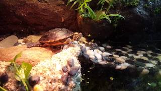 My paludarium turtle tank 6자 어항 거북이 팔루다리움20171102Thu [upl. by Sylvia]