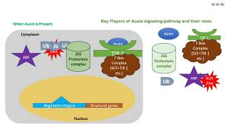 Auxin signaling pathway animation [upl. by Otrevlig]