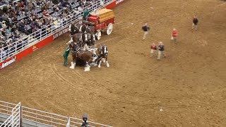 VIDEO  Budweisers Clydesdale Wagon gets tangled up horses fall during San Antonio rodeo [upl. by Labanna]