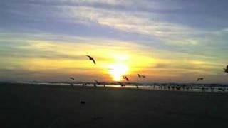 Seagulls Flying at Sunrise [upl. by Aerb]