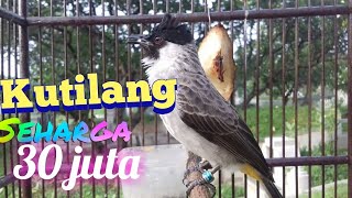 sperti ini burung kutilang seharga 30 juta [upl. by Eeliab]